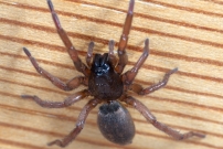 (Araneae - Gnaphosidae - Haplodrassus sp)